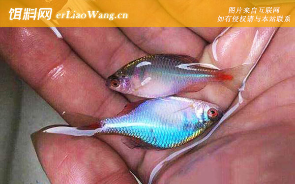 养鳑鲏鱼的缺点有哪些-应激过强