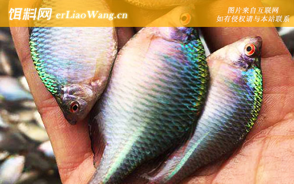 鳑鲏鱼:摄食习性