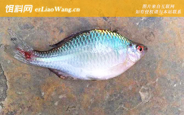 鳑鲏鱼:饲养方法