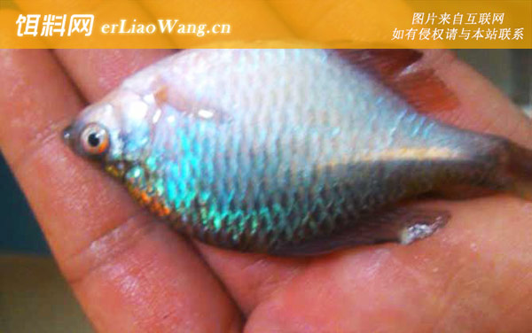 鳑鲏鱼:常见种类