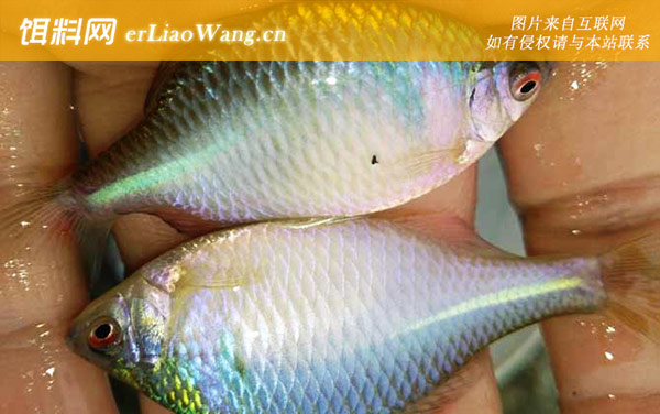 鳑鲏鱼:生活习性