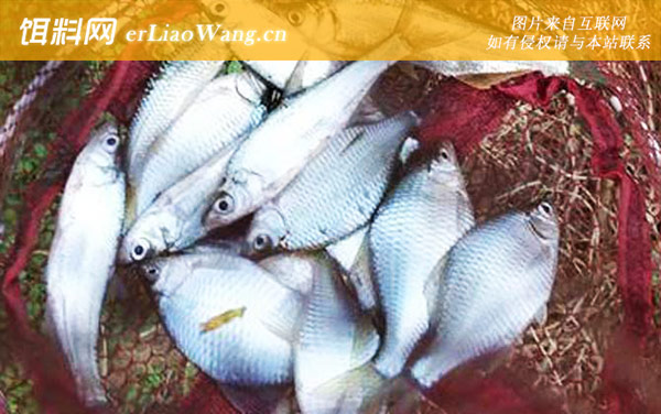 鳑鲏鱼:自制饵料