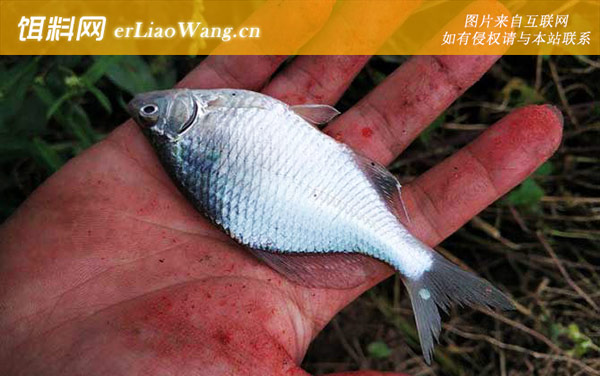 鳑鲏鱼:摄食习性