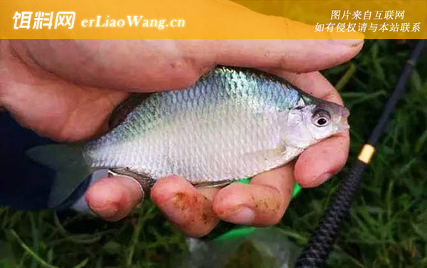 鳑鲏鱼:饵料选用