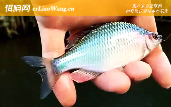 鳑鲏鱼:商品饵料