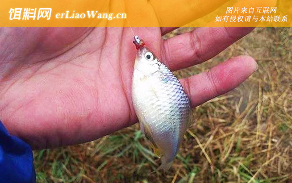 鳑鲏鱼:经典配方