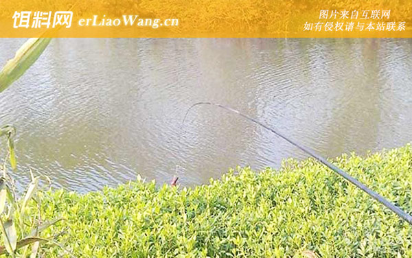 传统钓:饵料选用