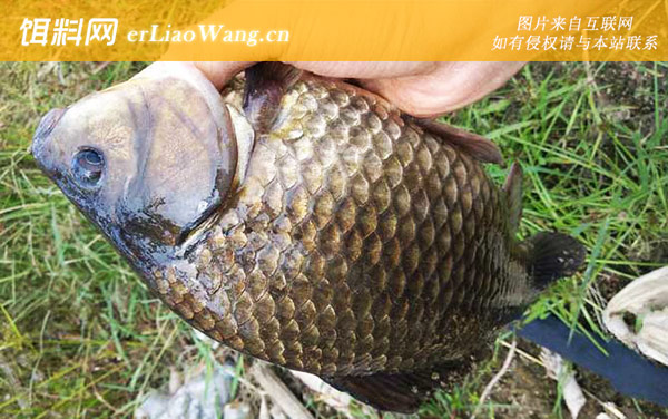 传统钓:注意事项