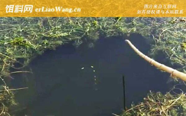 传统钓:自制饵料