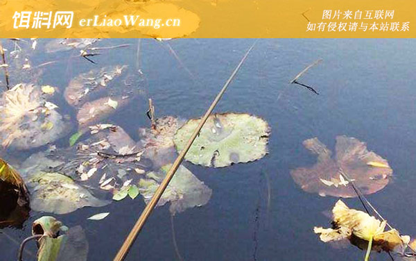 传统钓用几个钩-钓具搭配