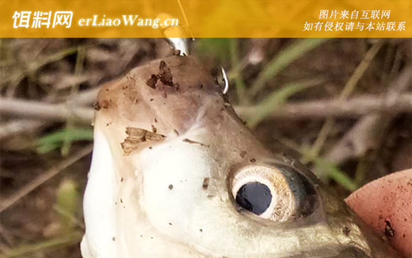 传统钓:注意事项