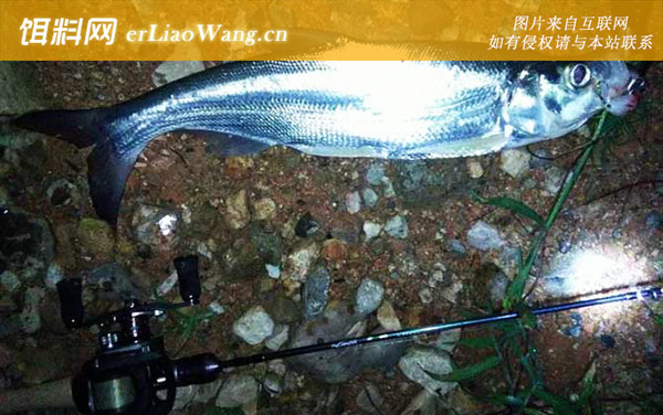 路亚钓法:常用拟饵