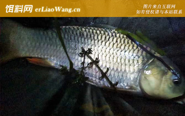 野钓:九一八野战篇+天下鲤+天下鲫