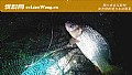 《夜钓鲤鱼技巧及注意事项》封面图