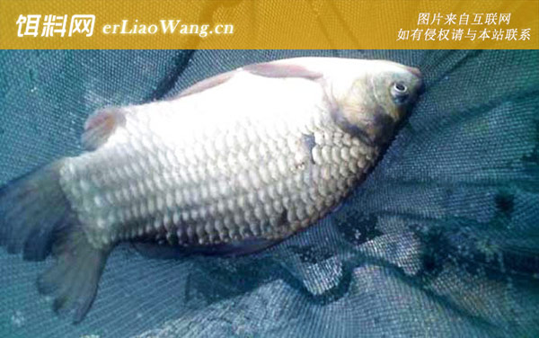 柳根鱼:鲫鱼