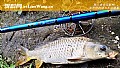 《谷麦钓法绝招及注意事项》封面图