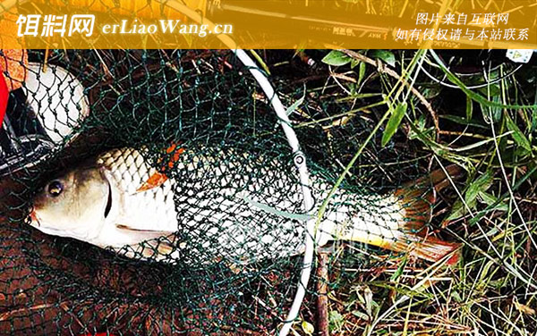 谷麦钓法:作钓技巧