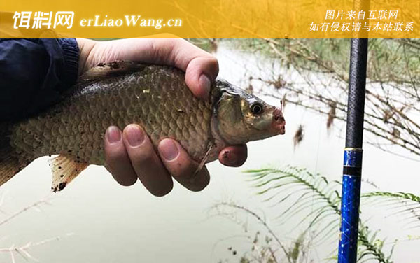 谷麦钓法:注意事项