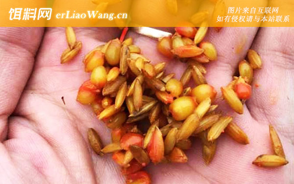 谷麦钓法:注意事项