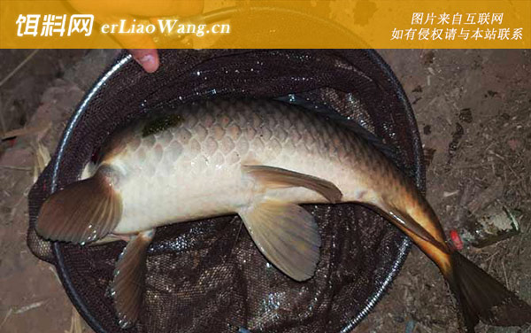 谷麦钓法:钓具搭配