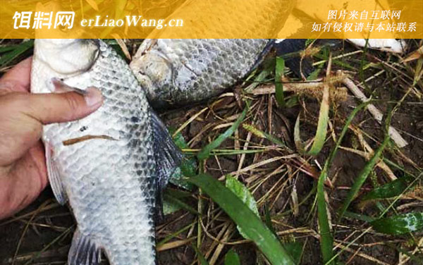 谷麦钓法:钓法精髓