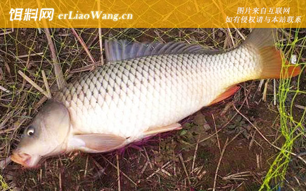 谷麦钓法:注意事项