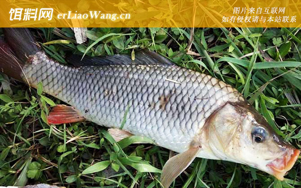 谷麦钓:钓法技巧