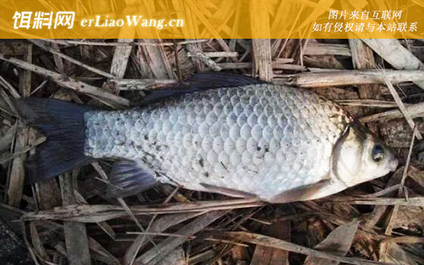 谷麦钓法:作钓技巧