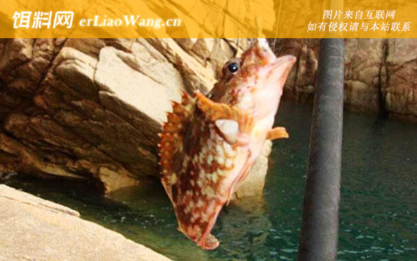 出海钓鱼:岸礁边矶钓