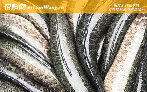 斑鳢是什么鱼-分布范围