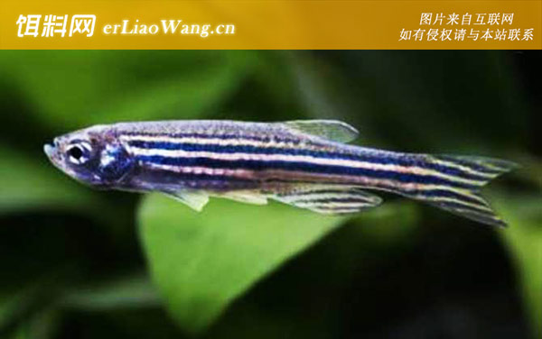 斑马鱼:生活习性