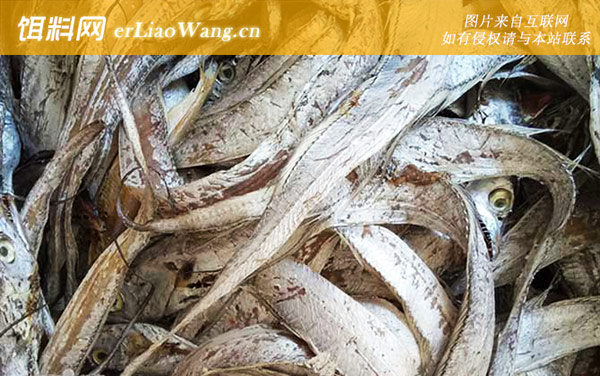 带鱼是深海鱼吗-分布范围