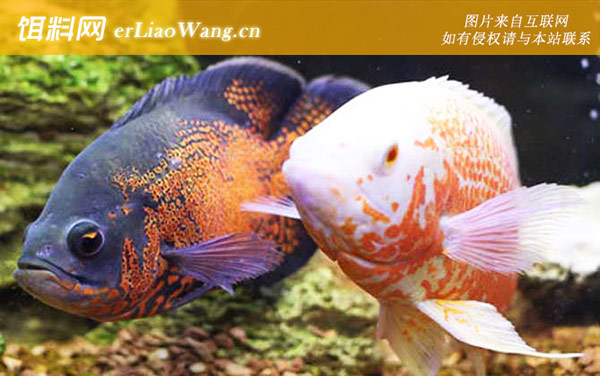 地图鱼:生活习性