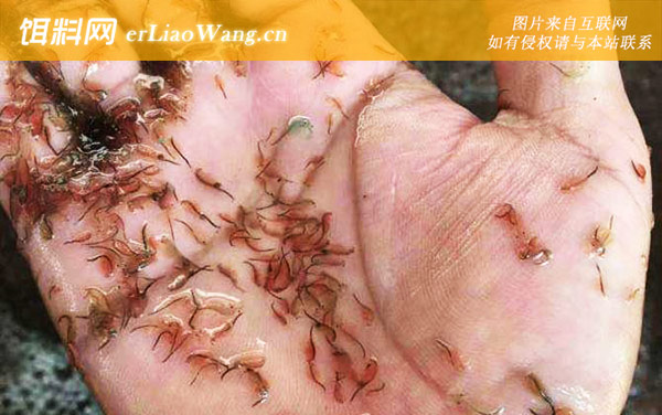 丰年虾幼虫:丰年虾幼虫