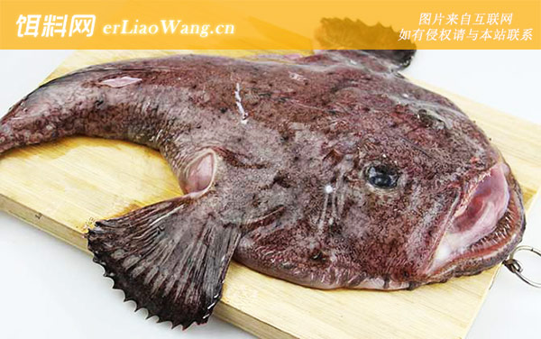 安康鱼:常见种类