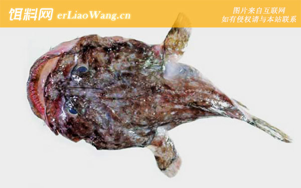 隐棘拟鮟鱇:隐棘拟鮟鱇