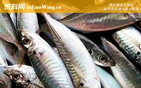 巴浪鱼:生活习性