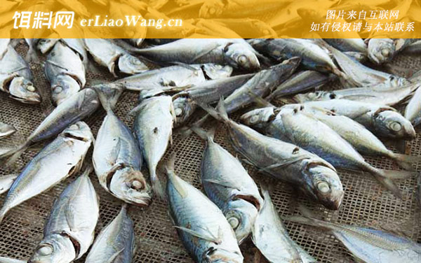 巴浪鱼:产地分布