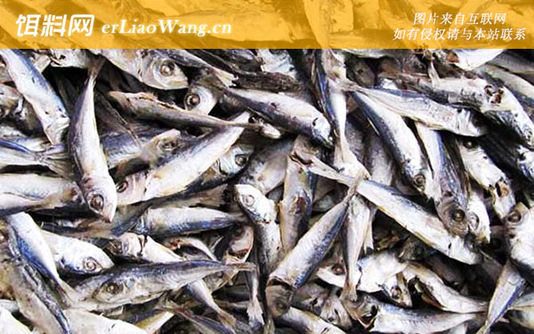 巴浪鱼:食用价值