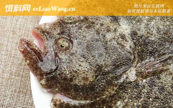 比目鱼:生活习性