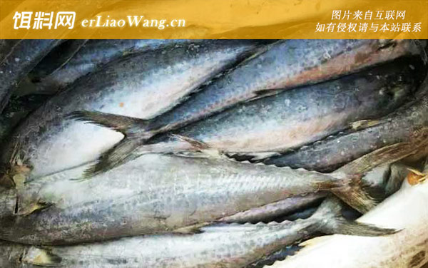 鲅鱼价格多少钱一斤-食用价值