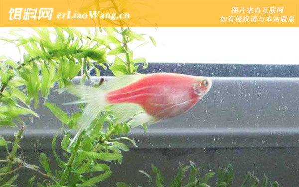 斑马鱼是什么鱼-分布范围