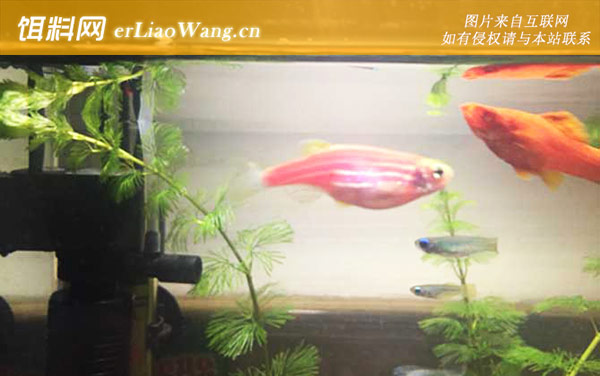 斑马鱼:生活习性