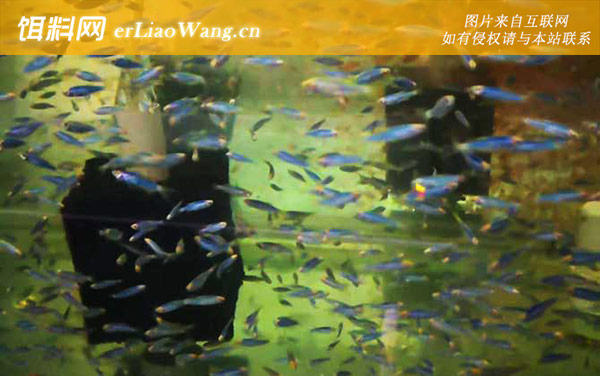 斑马鱼是什么鱼-雌雄鉴别