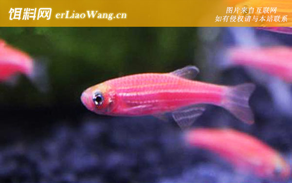 红斑马鱼:形态特征