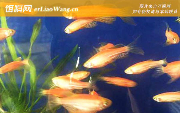 红斑马鱼:产地分布