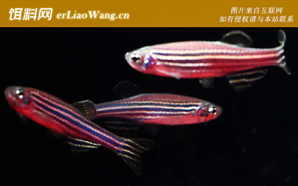红斑马鱼:生活习性