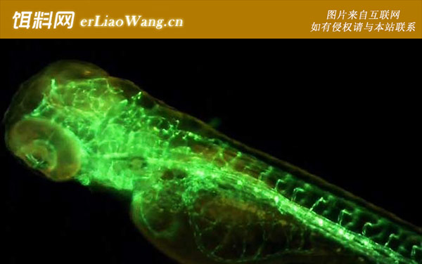 荧光斑马鱼是什么鱼-分布范围