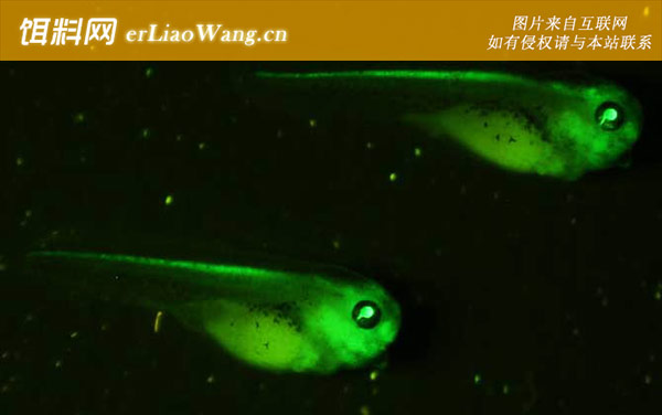 荧光斑马鱼:生活习性