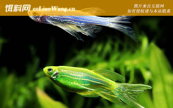 斑马鱼怎么养-喂食